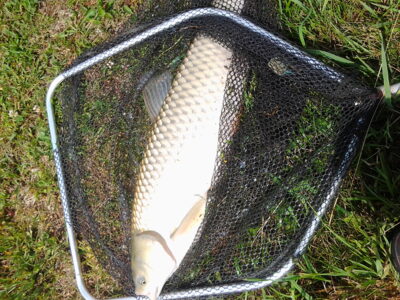 Baltasis amūras, 6,9 kg