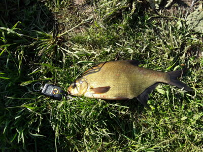 Karšis, 1,4 kg — Liberiškio