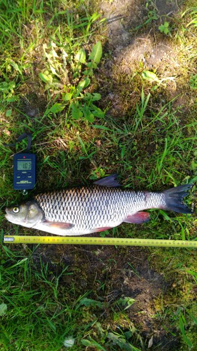 šapalas, 1,0 kg