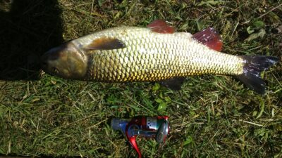 šapalas, 1,8 kg — Minija