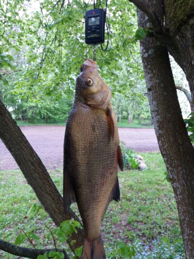 Karšis, 2,2 kg — Luodis