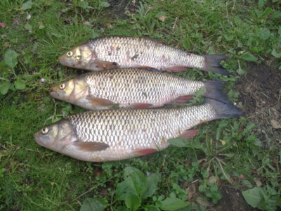 šapalas, 1,3 kg — Šušvė