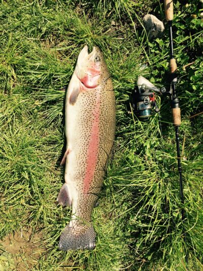 Vaivorykštinis upėtakis, 3,9 kg