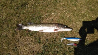 Lydeka, 2,2 kg — Aukštadvario HE