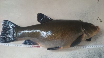 Lynas, 1,7 kg — Dovinė