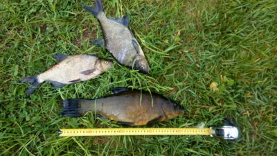 Lynas, 1,2 kg