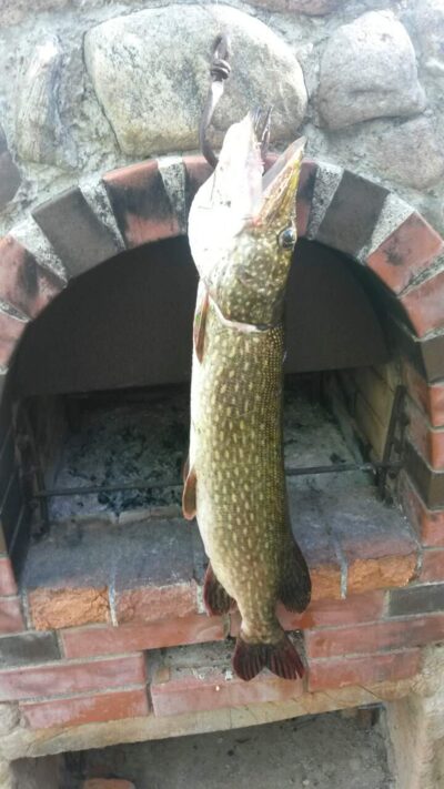 Lydeka, 4,0 kg — Lamėstas