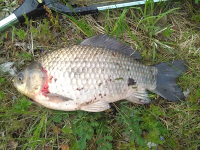 Sidabrinis karosas, 0,8 kg