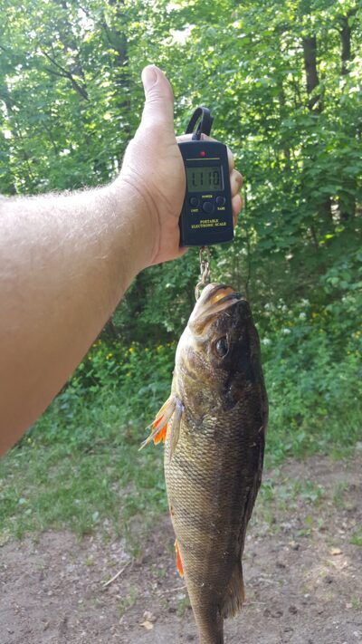 Ešerys, 1,1 kg — Tauragnas