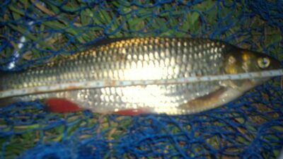 šapalas, 0,6 kg