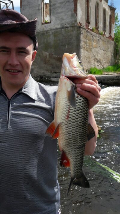 šapalas, 1,5 kg