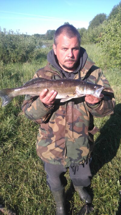 Starkis, 1,7 kg