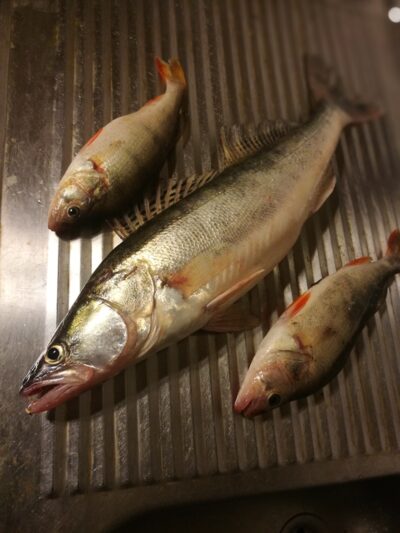 Starkis, 1,2 kg — Kuršių
