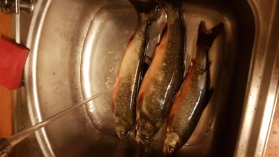 Vaivorykštinis upėtakis ×3
