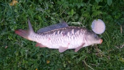 Paprastasis karpis, 2,0 kg