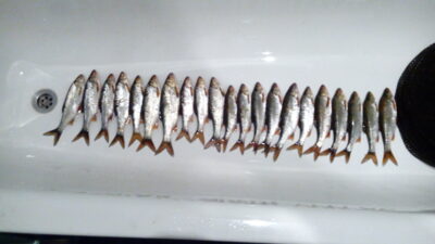 Paprastoji kuoja ×21