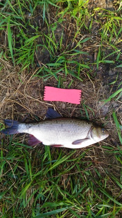 Mekne, 1,6 kg — Lėvuo