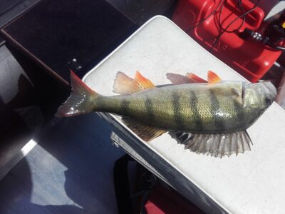 Ešerys, 0,5 kg