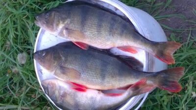 Ešerys ×2, 0,7 kg