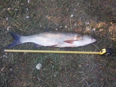 Salatis, 3,1 kg — Sartai