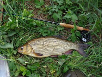 Mekne, 1,9 kg