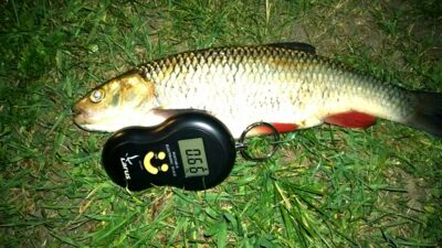 šapalas, 0,7 kg