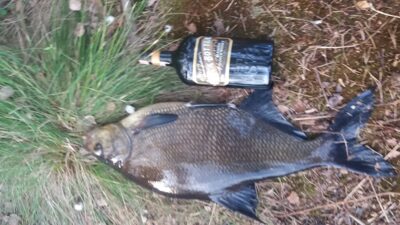 Karšis, 2,8 kg