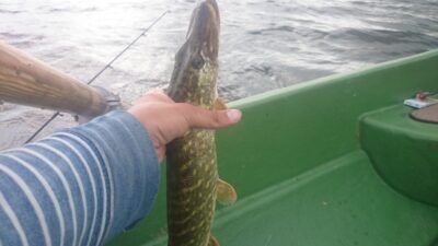 Lydeka, 0,5 kg — Rubikių