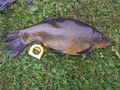 Lynas, 1,8 kg