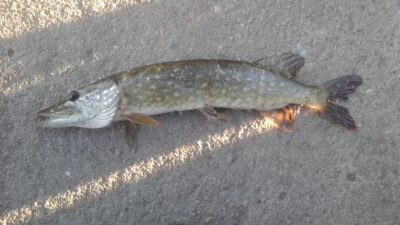 Lydeka, 1,6 kg — Pietvė