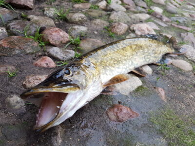 Lydeka, 1,3 kg