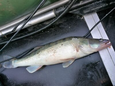 Starkis, 1,5 kg — Kuršių