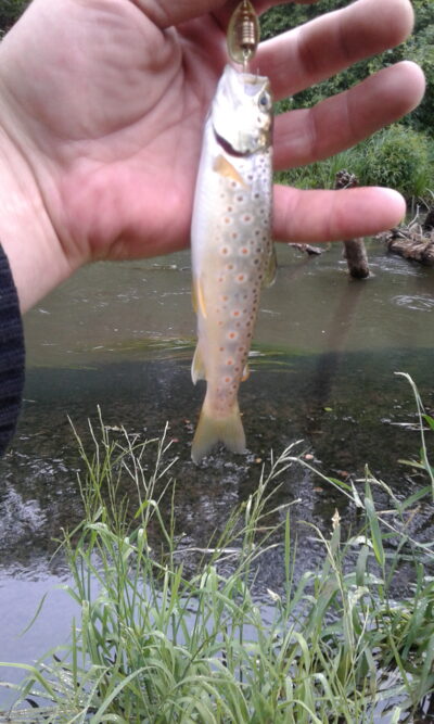 Margasis upėtakis