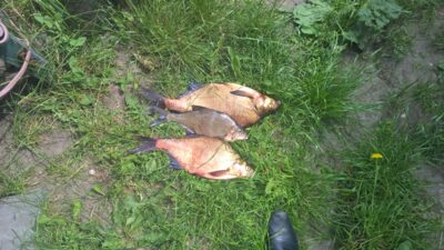 Karšis, 1,8 kg — Asveja