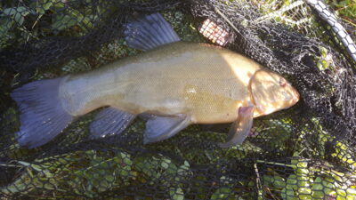 Lynas, 1,7 kg — Klaipėdos