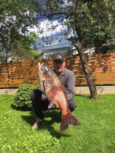 Margasis plačiakaktis, 15,0 kg