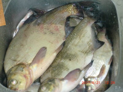 Karšis, 1,3 kg — Vilkokšnis