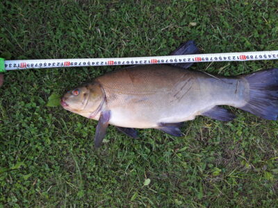 Lynas, 2,2 kg