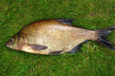 Karšis, 1,2 kg