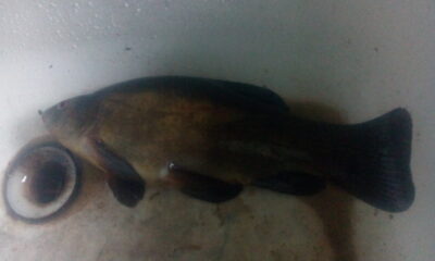 Lynas, 0,5 kg