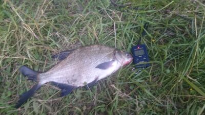 Karšis, 0,8 kg — Pagojės