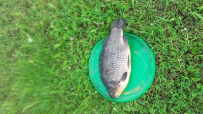 Sidabrinis karosas, 1,6 kg