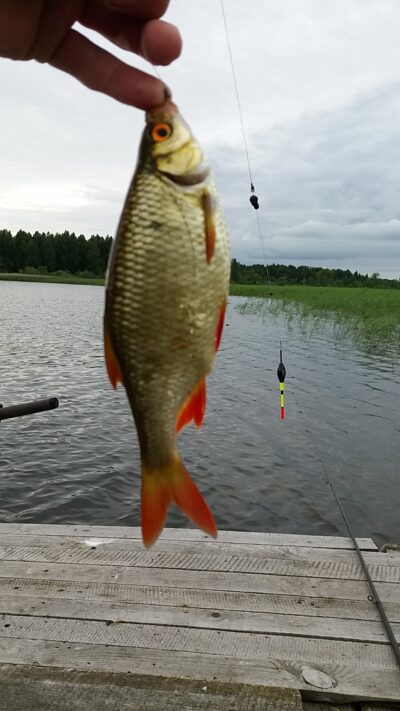 Paprastoji kuoja