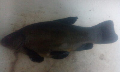 Lynas, 0,6 kg