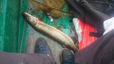 Lydeka, 1,1 kg — Dusynas
