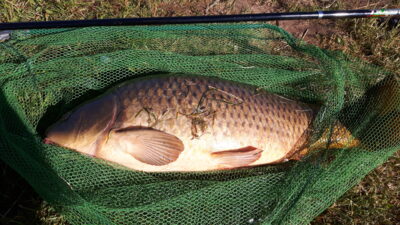 Paprastasis karpis, 14,0 kg