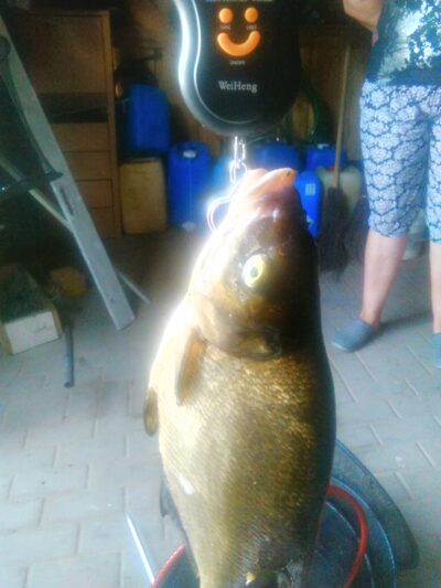 Karšis, 1,2 kg
