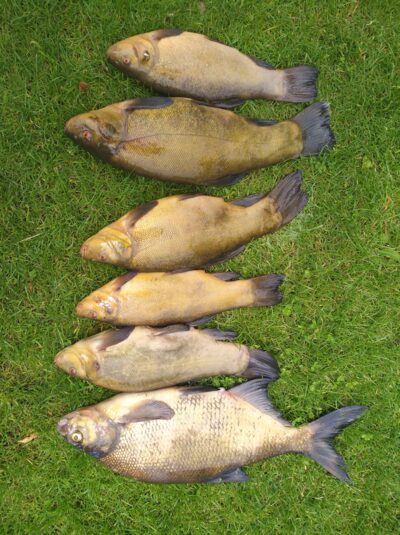 Lynas, 3,5 kg