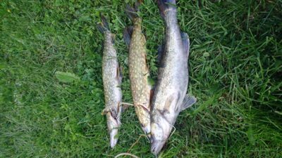 Starkis, 1,7 kg