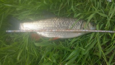 šapalas, 0,4 kg